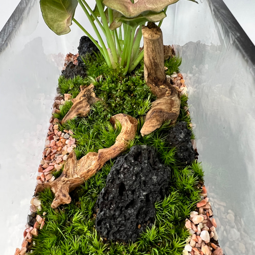 苔テラリウム【秋色/シンゴニウムネオン】 テラリウム 6F MOSS WORK