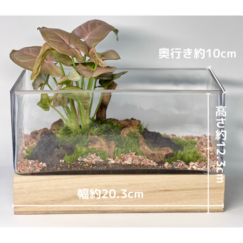 苔テラリウム ◉カプセルテラリウム◉ 5歳は苔テラリウム初挑戦！ 8歳は