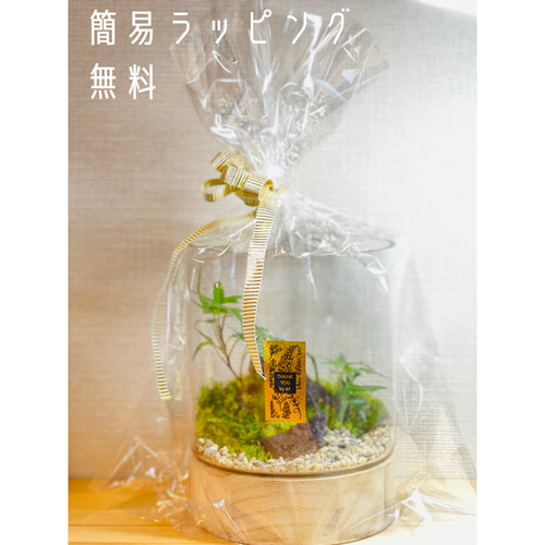 苔テラリウム【秋色/シンゴニウムネオン】 テラリウム 6F MOSS WORK