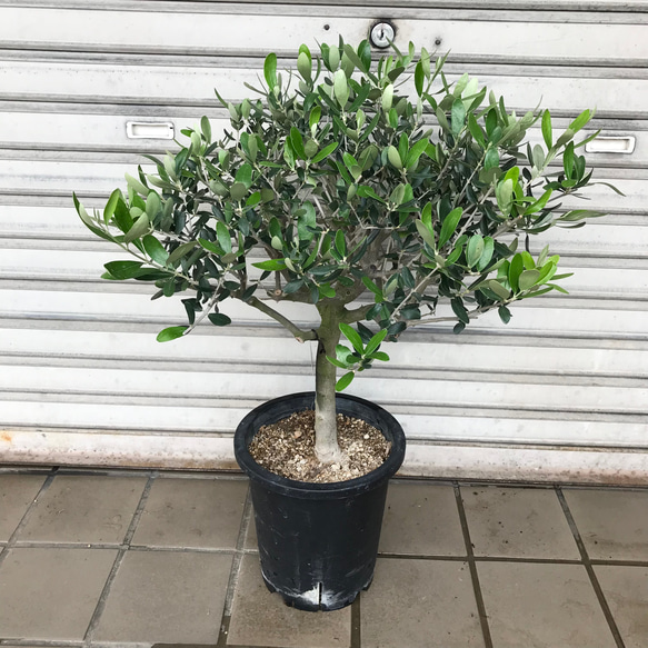 おしゃれ 観葉植物 選べる：オリーブの木 ルッカ 7号*現品 SOUJU