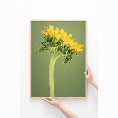 【新着商品】ひまわり アートパネル 絵画 インテリア 向日葵 ポスター 風景画 Amazon.co.jp: ひまわりの絵 アートパネル 向日葵 黄色い絵 ポスター
