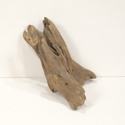 【温泉流木】ドレープ感のある布地のような繊細形状の変形流木 流木素材 インテリア 素材 オブジェ レイアウト 木材 2枚目の画像