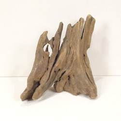 【温泉流木】ドレープ感のある布地のような繊細形状の変形流木 流木素材 インテリア 素材 オブジェ レイアウト 木材 1枚目の画像
