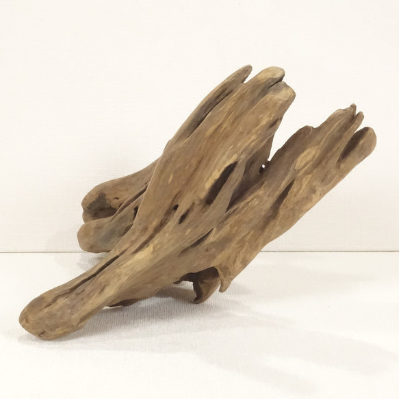 【温泉流木】ドレープ感のある布地のような繊細形状の変形流木 流木素材 インテリア 素材 オブジェ レイアウト 木材 4枚目の画像