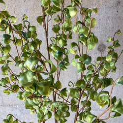 光触媒　人工観葉植物　ウォールグリーン　フェイク　フラワー　ベンジャミンバロック 5枚目の画像