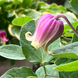 k*o様 U541　ラノリンボール　32鉢　多肉　土鉢付き エケベリア 韓国苗 TH541 多肉植物 ラノリンボール （32株）セット – 花のパッセージ