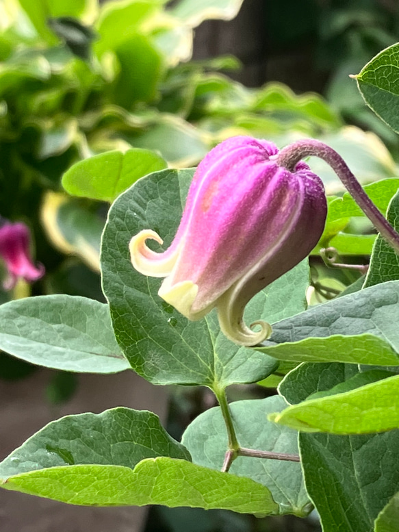 壺型クレマチス　種　10粒 赤系壺型クレマチス10粒 多肉植物 植花夢 通販 12330122｜Creema