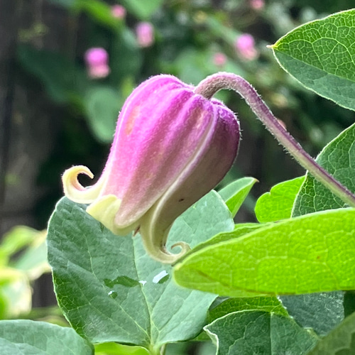 ピンク壺型クレマチス10粒 多肉植物 植花夢 通販 14400492｜Creema