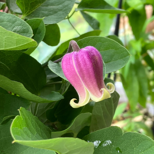 壺型クレマチス　種　10粒 赤系壺型クレマチス10粒 多肉植物 植花夢 通販 12330122｜Creema