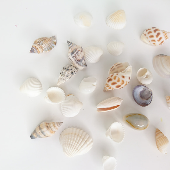 天然貝 シェル 約20g 貝 二枚貝 巻き貝 1〜3㎝ 3枚目の画像