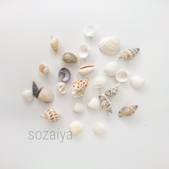 天然貝 シェル 約20g 貝 二枚貝 巻き貝 1〜3㎝ 1枚目の画像