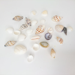 天然貝 シェル 約20g 貝 二枚貝 巻き貝 1〜3㎝ 2枚目の画像