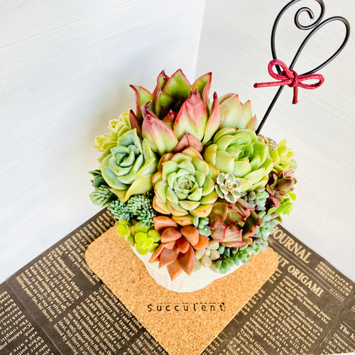 そのまま飾れる】多肉植物 寄せ植え ..＊ 44 ＊.. 多肉植物 Dia Lily