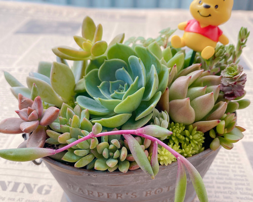 多肉植物寄せ植え そのまま飾れる寄せ植え 韓国苗① 多肉植物寄せ植え そのまま飾れる寄せ植え 韓国苗① - メルカリ