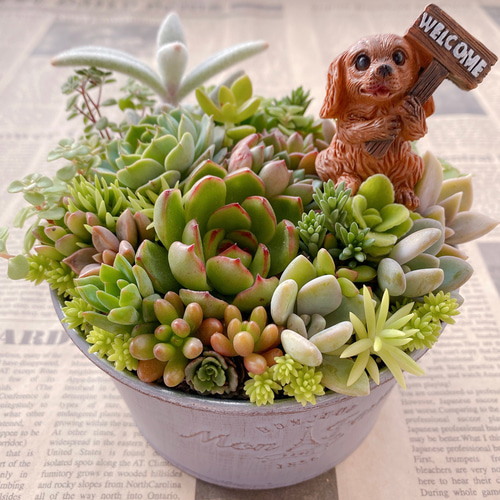再入荷アイテム 多肉植物 6 送料無料♡♡ エケベリア そのまま飾れる 韓国苗 その他多肉植物