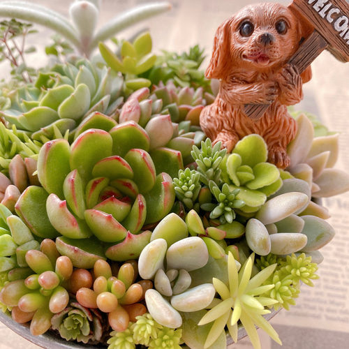 多肉植物　エケベリア　韓国苗　トレーごと発送‼️ 送料無料♡♡ 6 多肉植物 エケベリア 韓国苗 そのまま飾れる 寄せ植え