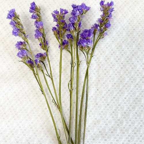 スターチス紫 ドライフラワー その他素材 cocoto 通販 14403085