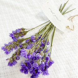 薄い紫色のハイブリッドスター　　　ドライフラワー 8本⇒11g〈No.37〉 薄い紫色のハイブリッドスター ドライフラワー 8本⇒11g〈No.37〉 薄い