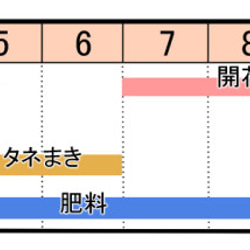 ルリタマアザミの種 3枚目の画像