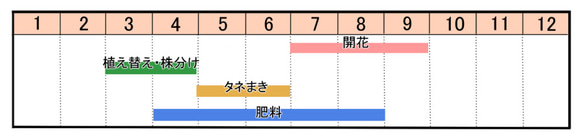 ルリタマアザミの種 3枚目の画像