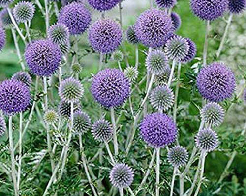 ルリタマアザミの種 その他素材 handmadeマメ 通販 14404253｜Creema