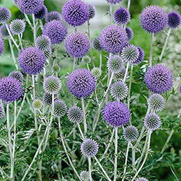 ルリタマアザミの種 その他素材 handmadeマメ 通販 14404253｜Creema