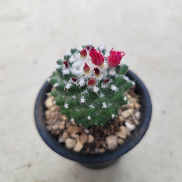 多肉植物❤サボテン❤星月夜❤抜き苗 その他インテリア雑貨 ✰Pan 