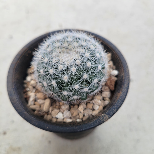 多肉植物❤サボテン❤満月❤抜き苗 その他インテリア雑貨 ✰Pan✰ 通販 