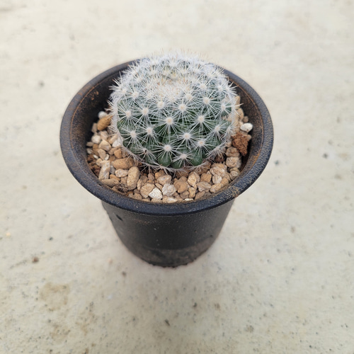 多肉植物❤サボテン❤満月❤抜き苗
