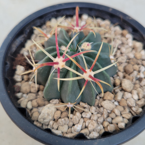 多肉植物❤サボテン❤日の出丸❤抜き苗 多肉植物❤サボテン❤日の出