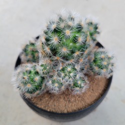 多肉植物❤サボテン❤プランカ❤抜き苗 1枚目の画像