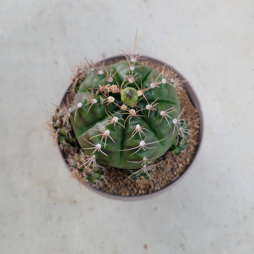 サボテン❤ギムノカリキウム❤抜き苗 その他インテリア雑貨