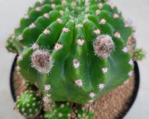 764333e60a3113ccec629a768101e3