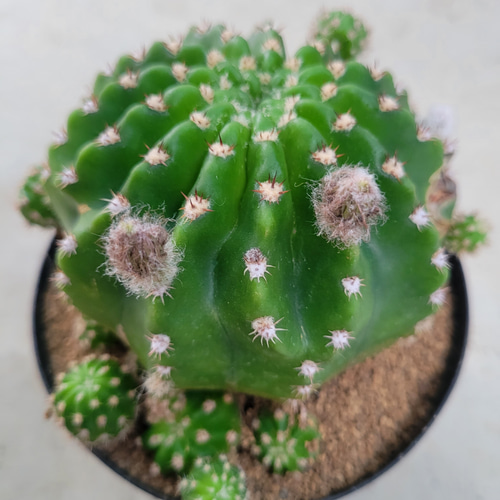 サボテン　エスノプシス属　巨大株、子付き サボテン エスノプシス属 巨大株、子付き 蕾付き 【公式通販】