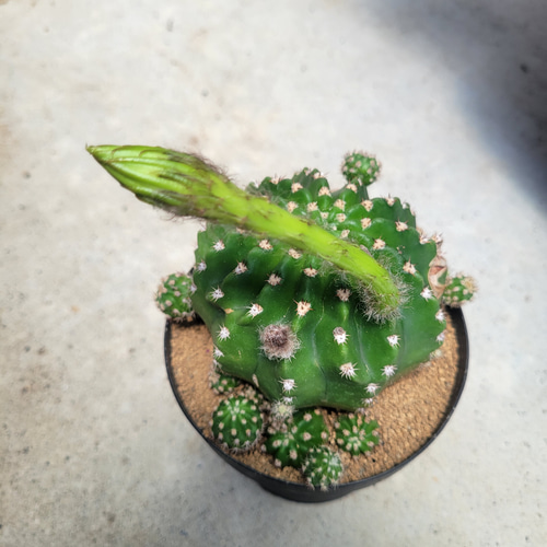 多肉植物❤サボテン❤エキノプシス❤大株❤抜き苗 その他