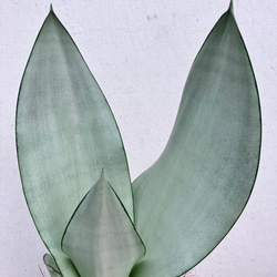 ☆大人気☆オシャレカラーのサンセベリア「ムーンシャイン」＊観葉植物 4枚目の画像