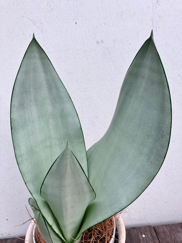 ☆大人気☆オシャレカラーのサンセベリア「ムーンシャイン」＊観葉植物 4枚目の画像