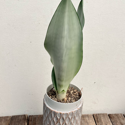 ☆大人気☆オシャレカラーのサンセベリア「ムーンシャイン」＊観葉植物 7枚目の画像