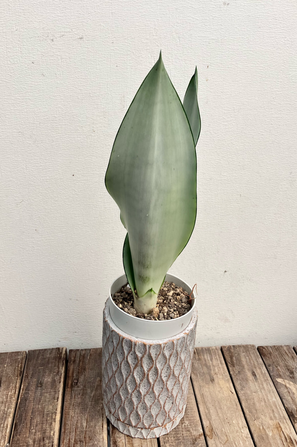 ☆大人気☆オシャレカラーのサンセベリア「ムーンシャイン」＊観葉植物 7枚目の画像
