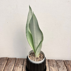 ☆大人気☆オシャレカラーのサンセベリア「ムーンシャイン」＊観葉植物 6枚目の画像