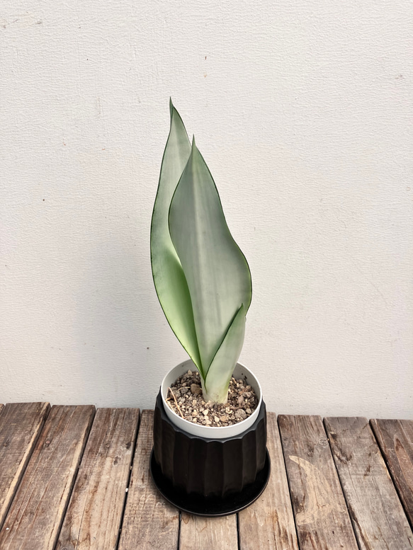 ☆大人気☆オシャレカラーのサンセベリア「ムーンシャイン」＊観葉植物 6枚目の画像
