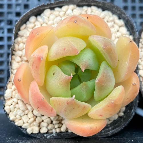 SALE】マリアhyb 韓国苗 多肉植物 多肉植物 プクニク 通販｜Creema 