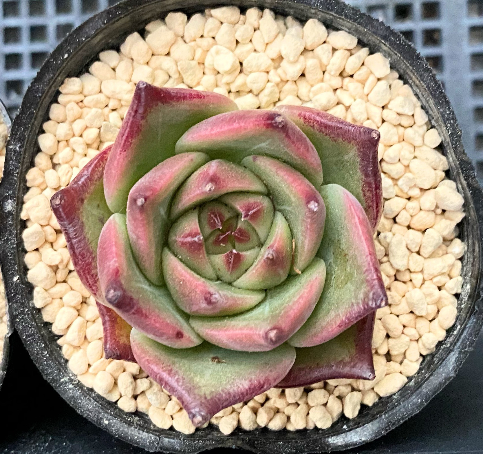 ブルードラゴン 韓国苗 多肉植物 多肉植物 プクニク 通販 14407704