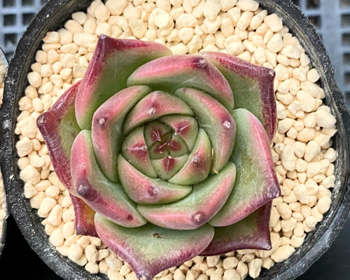 ブルードラゴン 韓国苗 多肉植物 多肉植物 プクニク 通販 14407704