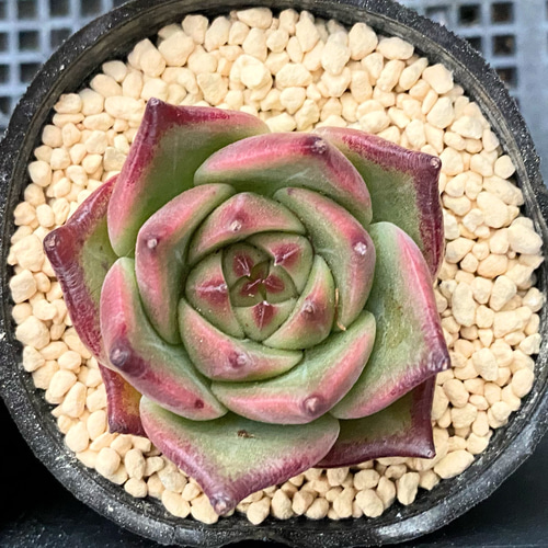 ブルードラゴン 韓国苗 多肉植物 多肉植物 プクニク 通販