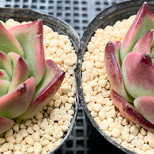 ブルードラゴン 韓国苗 多肉植物 多肉植物 プクニク 通販