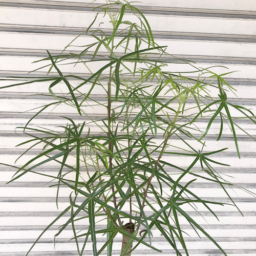 ブラキキトン ボトルツリー　8号 現品 ブラキキトン ボトルツリー 8号 その他インテリア雑貨 PLANTS