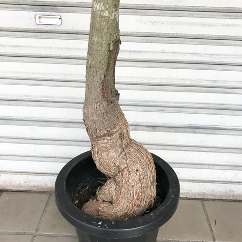 お引き取り限定☆ブラキキトン鉢☆ ボトルツリー ブラキキトン ポプルネウス 選べる樹形 6号 陶器鉢 送料