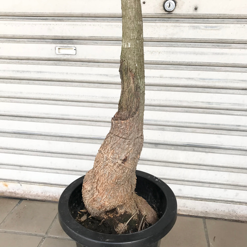 現品 ブラキキトン ボトルツリー 8号 その他インテリア雑貨 PLANTS
