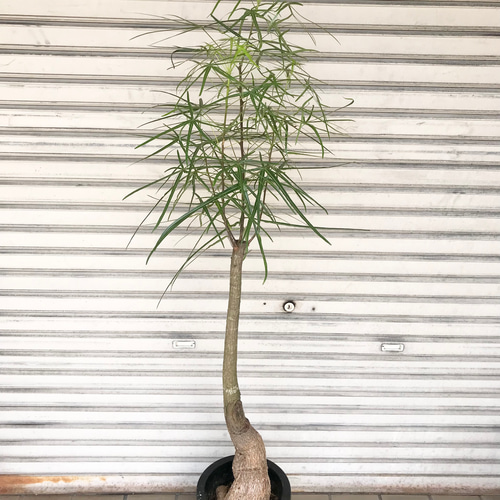 現品 ブラキキトン ボトルツリー 8号 その他インテリア雑貨 PLANTS